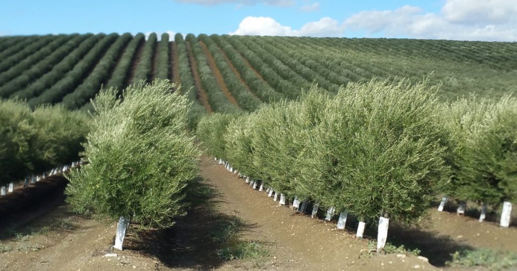 ASAJA-Andalucía reclama el restablecimiento urgente de la recolección nocturna en el Olivar en Seto