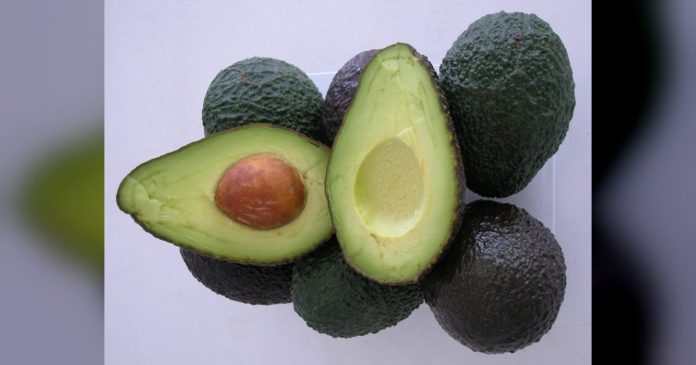 La producción de aguacate de Andalucía crece casi un 45% en volumen y un 35,5% en valor en 2025-2026