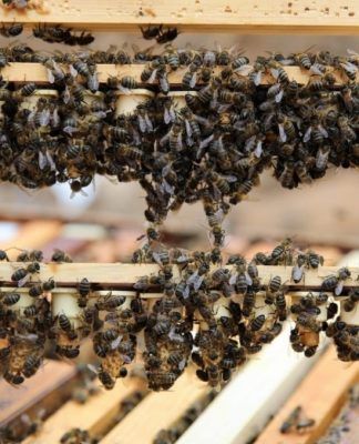 El Gobierno canario concede 539.000 euros a los productores de miel de abeja negra