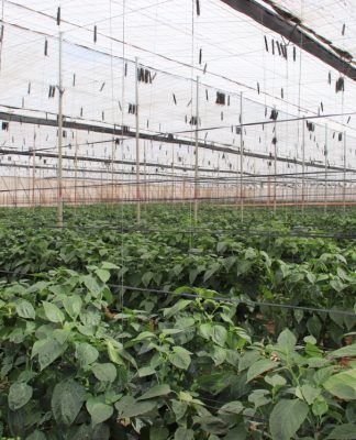 El Gobierno canario convoca ayudas valoradas en 3,4 millones para la suscripción de seguros agrarios combinados