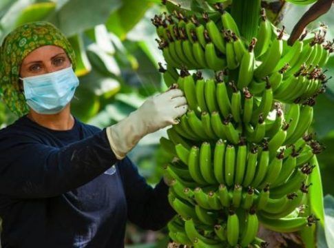 Asprocan celebra el compromiso del Senado para "blindar" el futuro del plátano canario