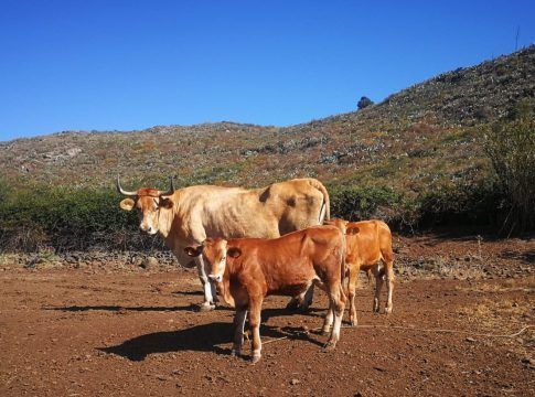 El Gobierno de Canarias convoca ayudas al sector vacuno por valor de 4 millones de euros