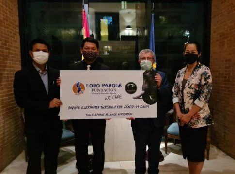 Loro Parque Fundación hace una donación para proteger a los elefantes en Tailandia