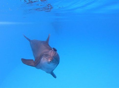 Loro Parque participa en el estudio sobre bienestar de cetáceos más grande de la historia