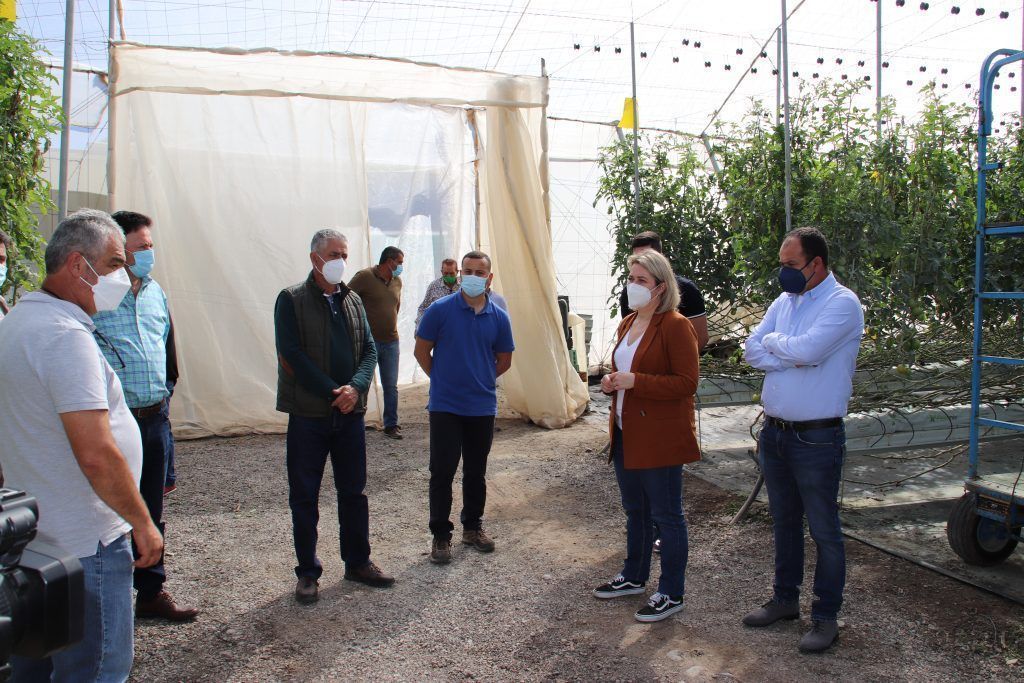 El Gobierno de Canarias abona los 720.000 euros a los productores de tomate afectados por el mildiu
