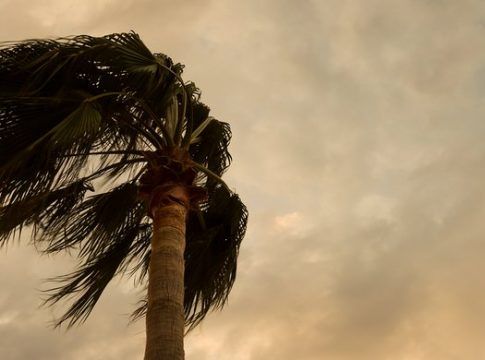 Agroseguro prevé más de 10 millones en indemnizaciones por calor en Canarias