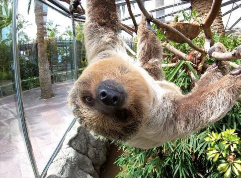 Loro Parque conmemora el Día Internacional del Perezoso con un espectacular vídeo en la instalación de estos animales tan lentos como fascinantes