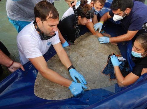 Investigadores canarios estudian el comportamiento de 61 mantelinas gracias a la colocación de marcas acústicas