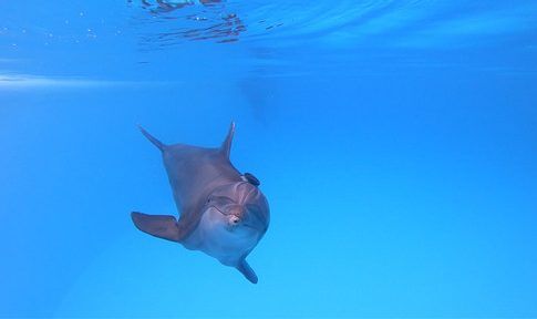 Loro Parque participa en el estudio sobre bienestar de cetáceos más grande de la historia