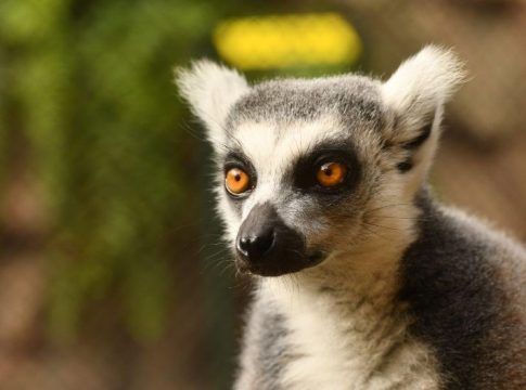 Se mudan los carismáticos lémures de cola anillada de Loro Parque