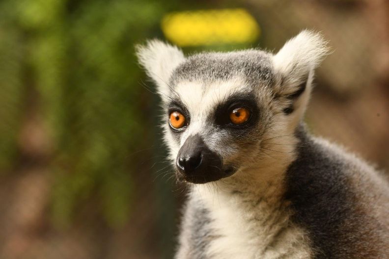 Se mudan los carismáticos lémures de cola anillada de Loro Parque