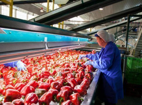 Andalucía lidera el sector agroalimentario español, representando el 20,4% del valor añadido bruto generado por el sector a nivel nacional
