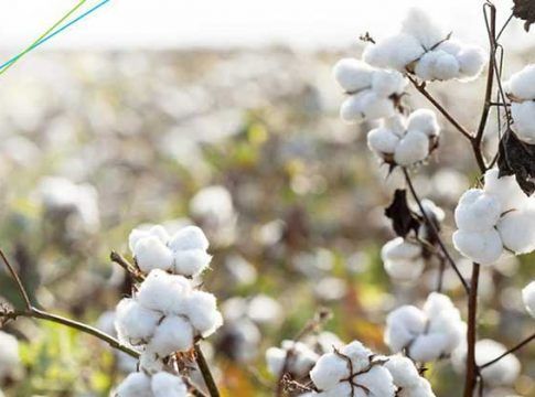 Publicada la orden para el pago específico al cultivo del algodón que cuenta con 59,594M€