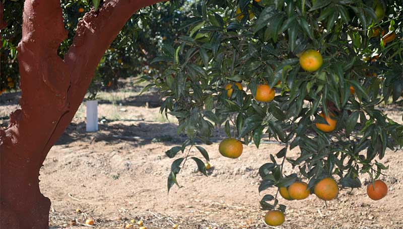 El sector citrícola de Andalucía constituye la mesa de los cítricos para frenar la caída de precios