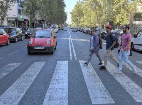 La Universidad de Sevilla tala 36 olmos por "riesgo para la seguridad" de las personas