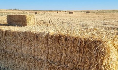 Los pagos de ayudas directas de la PAC de la campaña 2021 superaron los 4.009 millones
