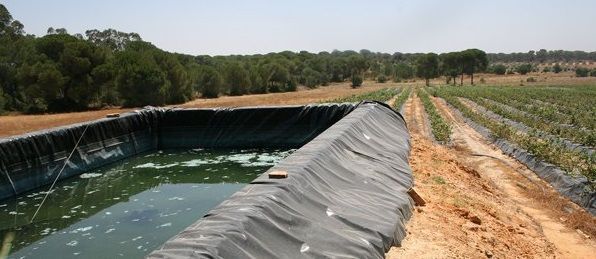 WWF pide a la Junta que «no amnistíe a los agricultores ilegales que están destruyendo Doñana» 