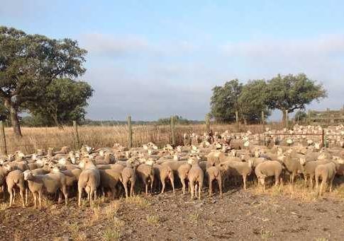 Coag Andalucía lanza un SOS porque la sequía y la subida de costes ahogan a los ganaderos