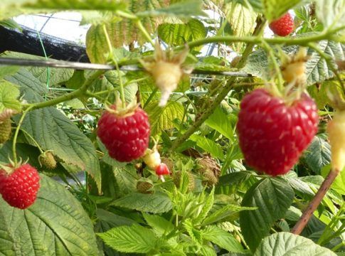 La frambuesa empieza 2022 con un valor un 26,4% inferior al del año pasado, aunque ha aumentado la producción