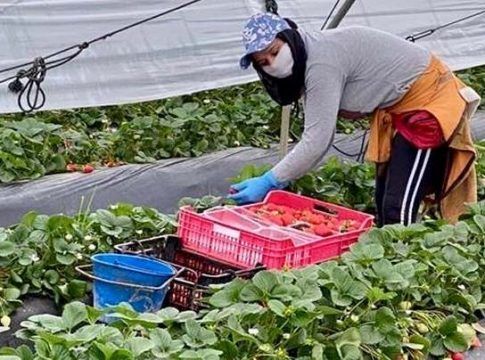 Desciende en 427 personas el paro agrícola en la provincia de Huelva durante el mes de diciembre