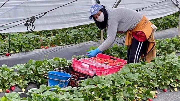 Desciende en 427 personas el paro agrícola en la provincia de Huelva durante el mes de diciembre
