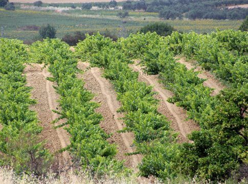 La Junta convoca 15 millones de euros en ayudas a explotaciones agrarias en zonas desfavorecidas￼