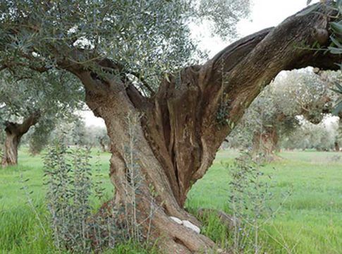 El MAPA abre a consulta pública el RD de reconocimiento de organizaciones de productores de olivar