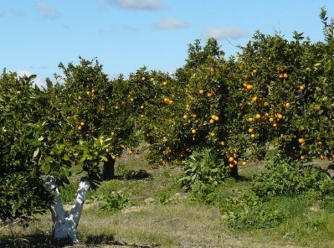 UPA Andalucía denuncia la ruina de los cítricos por los bajos precios que reciben los productores