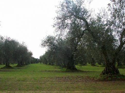 Olivareros denuncian retrasos de la Junta de Andalucía en la entrega de resultados de sus muestras