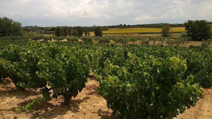 El Gobierno aprueba la legislación para prorrogar autorizaciones de nueva plantación de viñedo