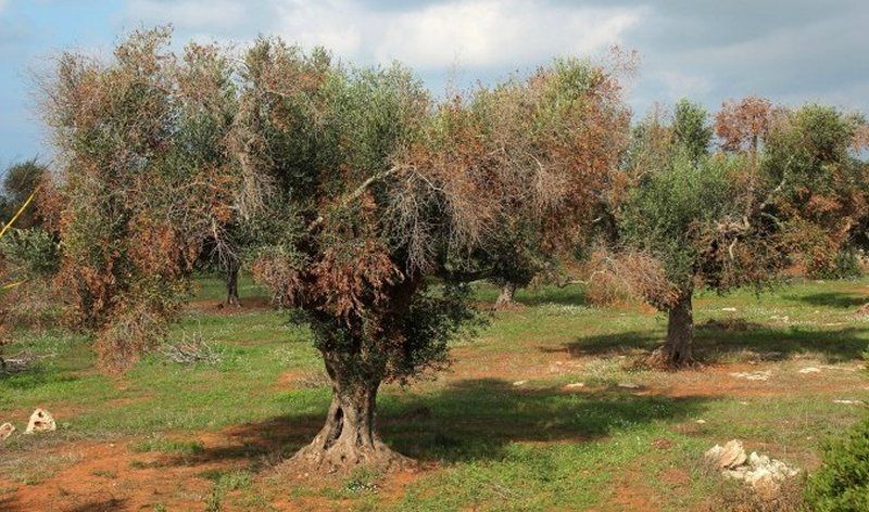 LIFE Resilience afronta su última etapa con grandes avances contra la Xylella en España