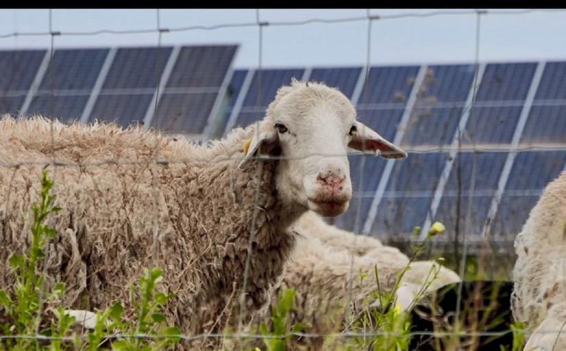 Statkraft pone en marcha su primer programa de agrivoltaica en España en las plantas solares de Alcalá de Guadaíra