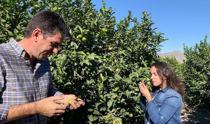 Koppert desarrolla nuevas herramientas para reforzar el control biológico en cítricos