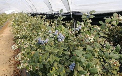 Bonafrú prevé comercializar unas 4.100 toneladas de frutos rojos durante la actual campaña