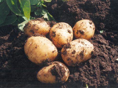 La campaña de siembra de patata nueva temprana finaliza con una superficie sembrada similar a la del año pasado
