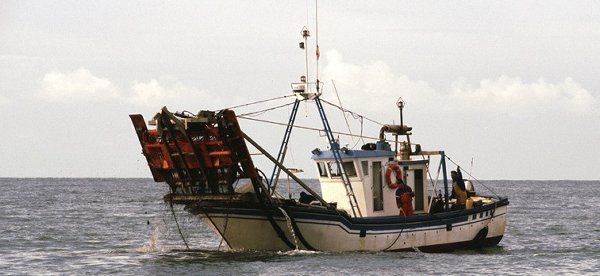 Los barcos que faenan la chirla en el Golfo de Cádiz afectados por paros temporales reciben 720.000€ en ayudas