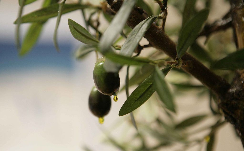 La Diputación de Málaga convoca la XXI edición del Premio al Mejor Aceite de Oliva de la Provincia