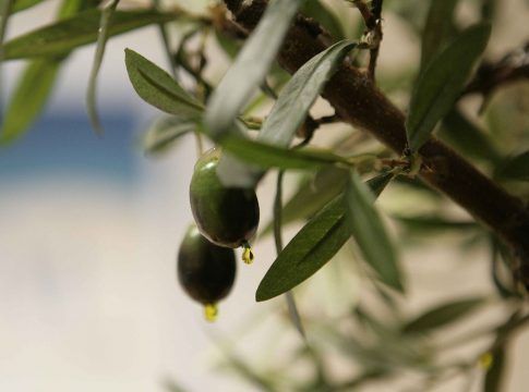 La Diputación de Málaga convoca la XXI edición del Premio al Mejor Aceite de Oliva de la Provincia