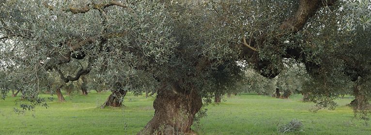 UPA logra una de sus reivindicaciones históricas: el olivar tradicional tendrá ayuda asociada
