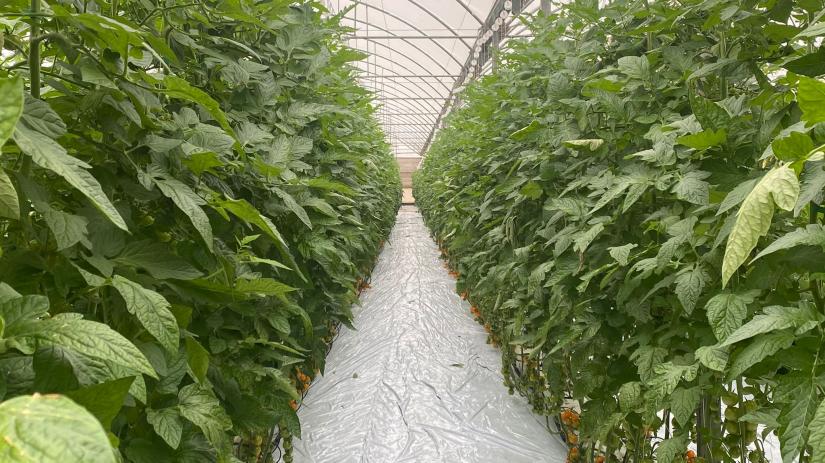La Unión consolida la calidad de sus verduras con su finca experimental