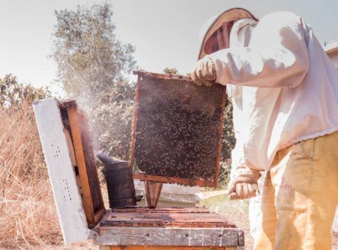 50 años cosechando el ‘oro dulce’ de las colmenas de Sierra Bermeja