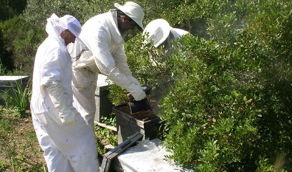 La Junta adelanta la solicitud de ayudas apícolas para adaptarse al calendario de las explotaciones