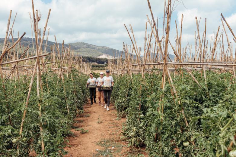 Calma Eladio lanza al mercado la mayor producción de la provincia malagueña de tomate castellano y huevo de toro
