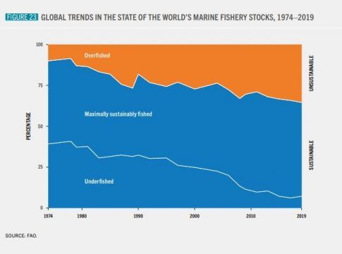 El 82,5% de los desembarques de productos de la pesca del mundo en 2019 procedió de población en buen estado biológico, un aumento del  3,8% respecto a 2017