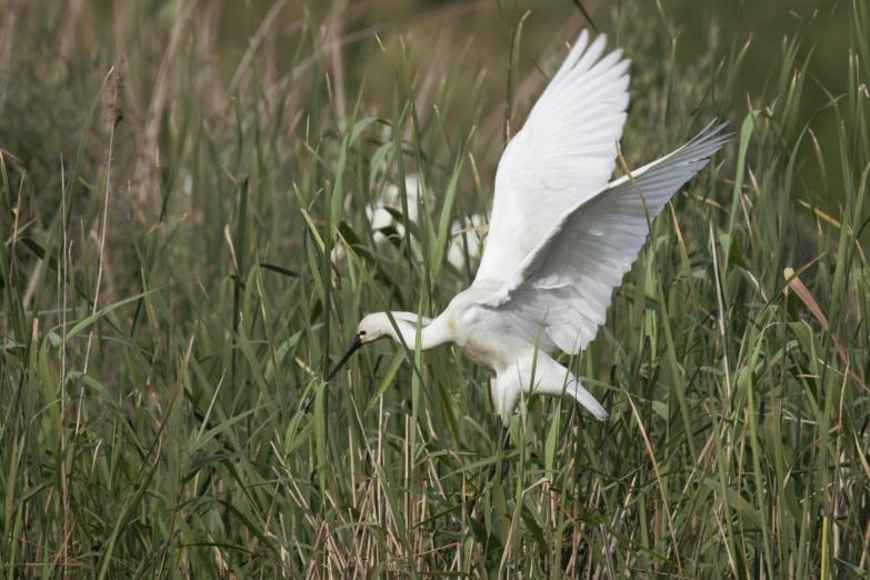 La espátula regresa a la laguna primera de palos sesenta años después