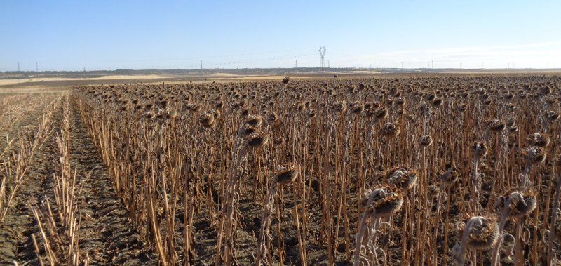 La sequía da un revés a la producción de girasol cuya superficie de cultivo creció por la guerra de Ucrania