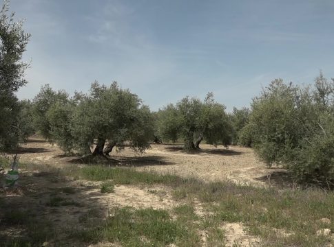 UPA Jaén insta a la Consejería de Agricultura a poner en marcha al 100% el programa necesario para presentar los expedientes de la PAC