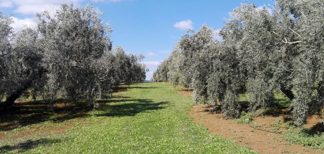 <strong>UPA Andalucía lamenta que la Junta elimine de un plumazo las ayudas agroambientales al olivar de producción integrada y al ecológico de montaña</strong>