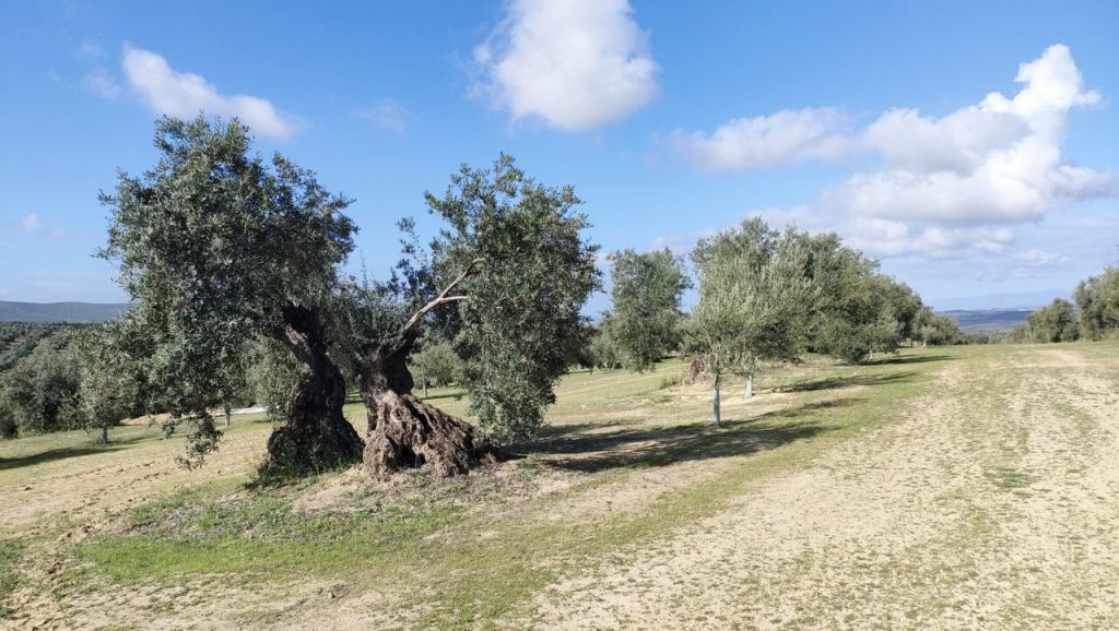 <strong>Grupo Interóleo plantea un decálogo de medidas para marcar la hoja de ruta del sector del olivar en los próximos años</strong>