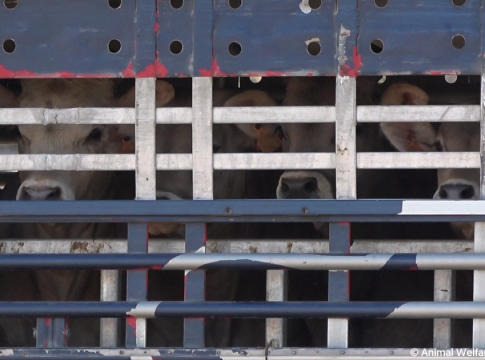 <strong>Los ciudadanos españoles instan a Luis Planas a respaldar la prohibición de exportar animales vivos </strong>